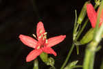 Louisiana catchfly 